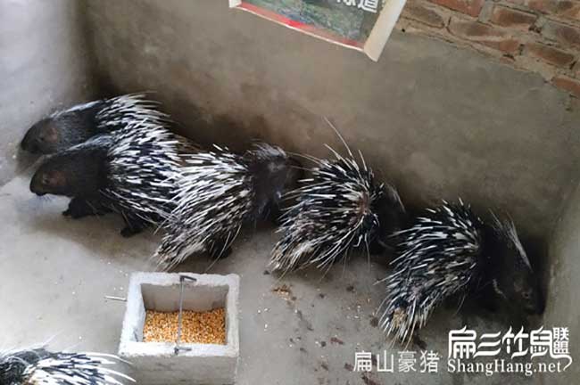 龍巖肉兔基地