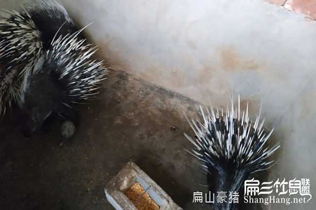 上杭肉兔養(yǎng)殖