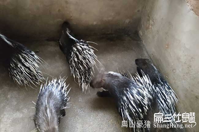 惠州肉兔批發(fā)