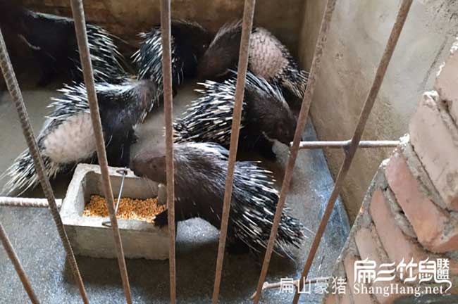 衢州肉兔批發(fā)