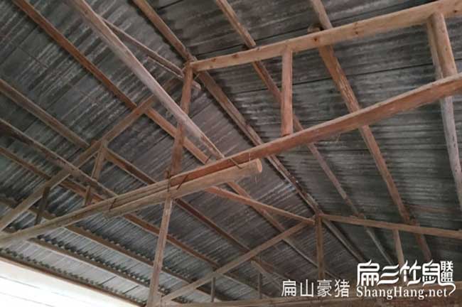 廣西肉兔養(yǎng)殖