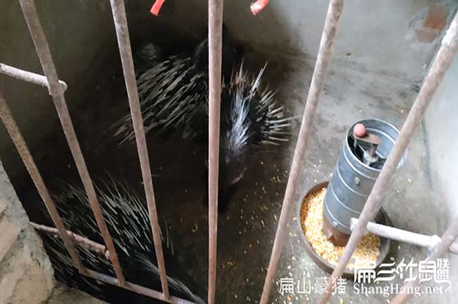云南肉兔養(yǎng)殖基地