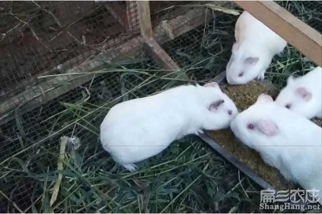 白豚鼠吃什么飼料