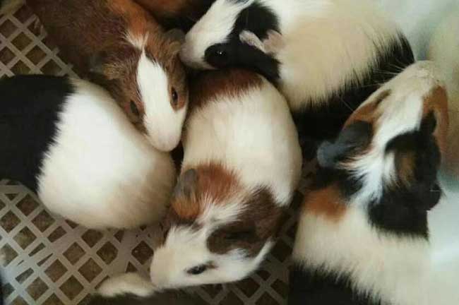 彩豚鼠的吃什么