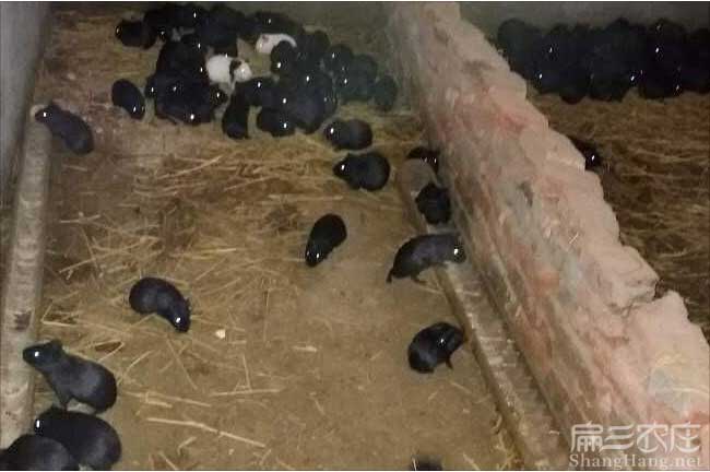衢州黑豚鼠種苗