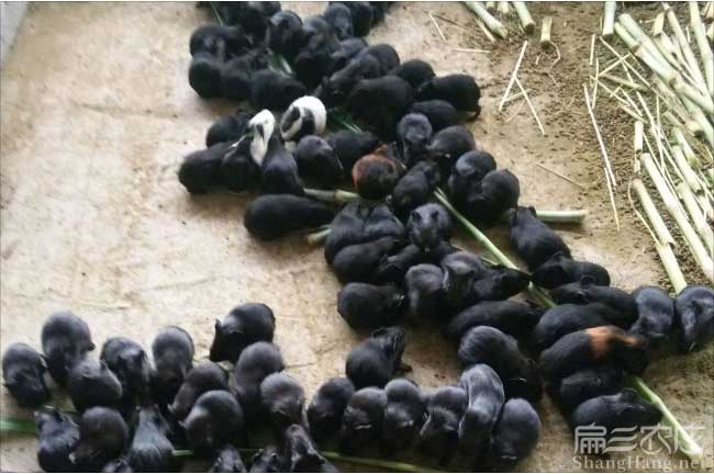 南平黑豚養(yǎng)殖