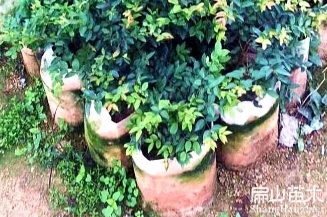 福建樹(shù)葡萄苗批發(fā)