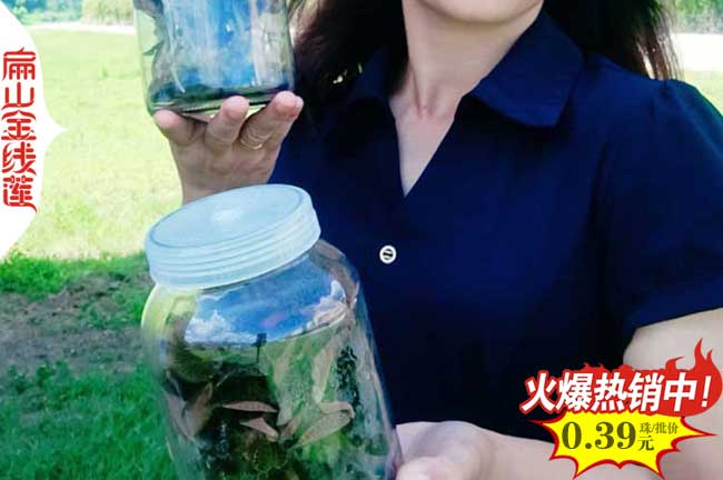 福建瓶裝金線(xiàn)蓮種苗