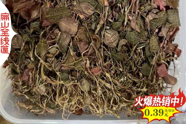 自貢金線蓮培育基地