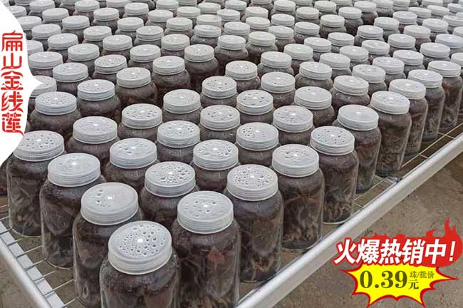 福建金線蓮種苗