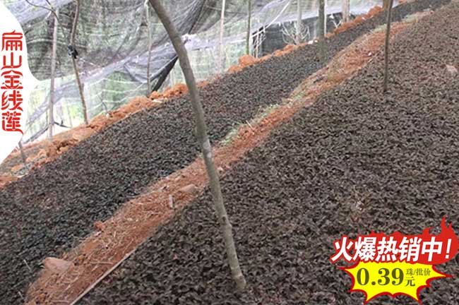 福建金線蓮種植的土壤 水分 光照 種苗方式五大要求和特點