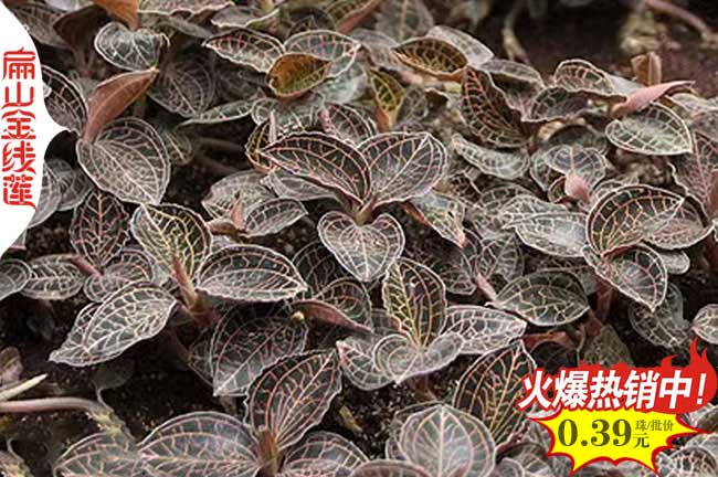 金線蓮種植技術(shù)