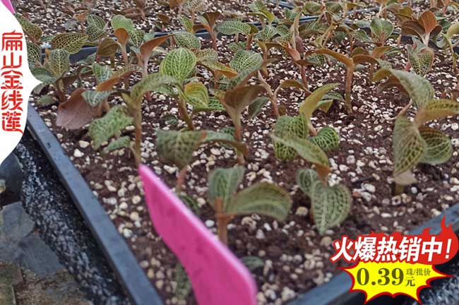 八大金線蓮福建品種 紅桿臺灣圓葉金葉脈絡瓶裝苗10萬種苗