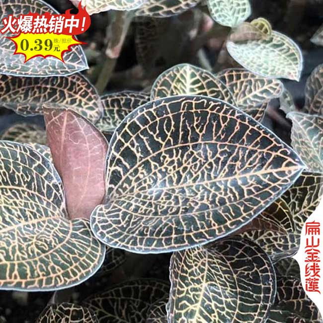 贛州好干貨瑞金金線蓮種植基地 江西贛州金線蓮種苗培育7元