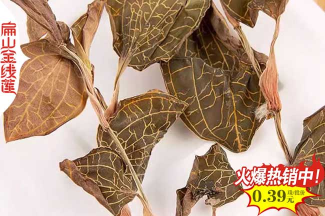 福建金線蓮干貨