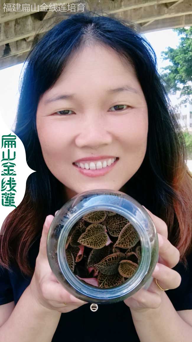 福建金線蓮組培苗