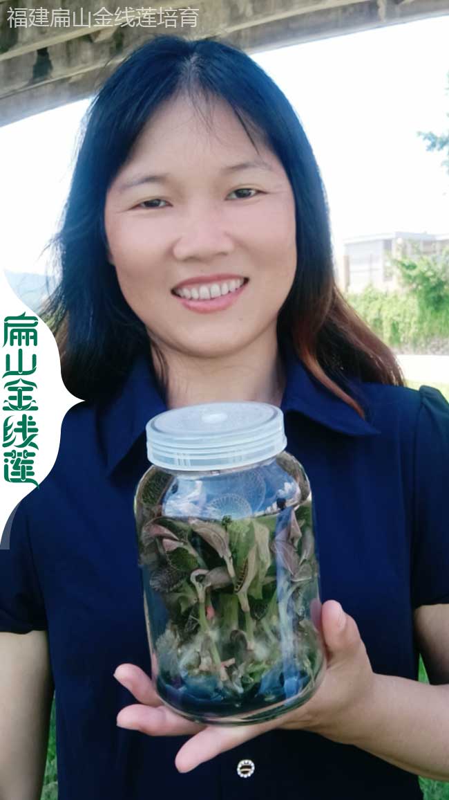 德宏金線蓮瓶苗批發(fā)