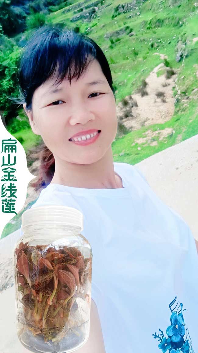 紅河金線蓮瓶苗批發(fā)