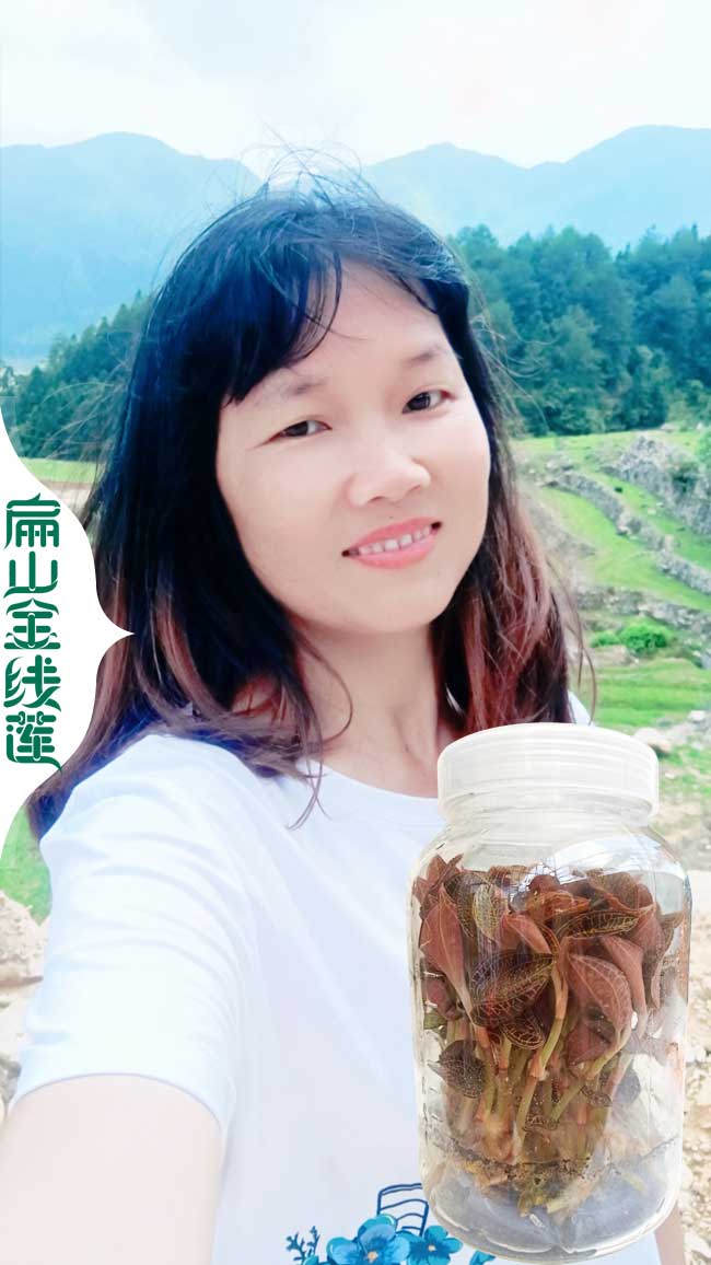 廈門(mén)金線蓮瓶苗價(jià)格