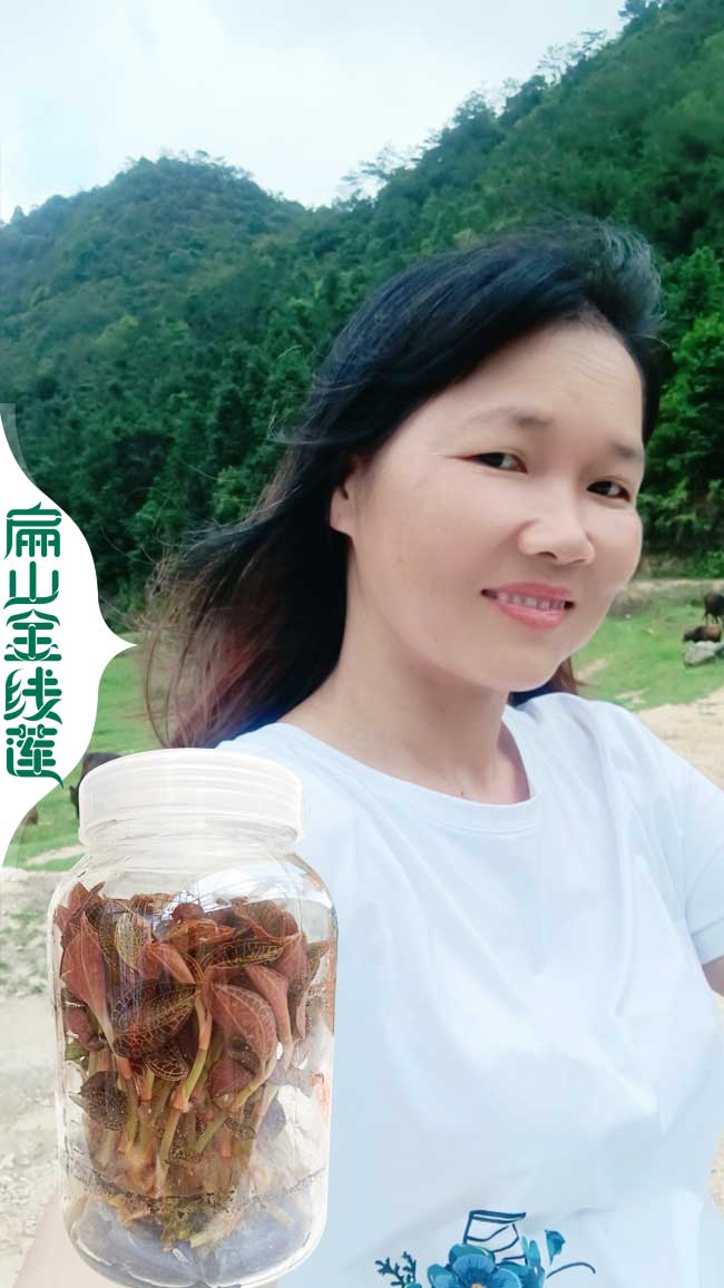 巴南金線蓮批發(fā)