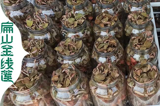 福建金線蓮瓶裝苗