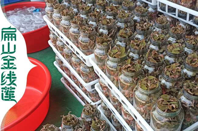 津市瓶裝金線蓮種苗