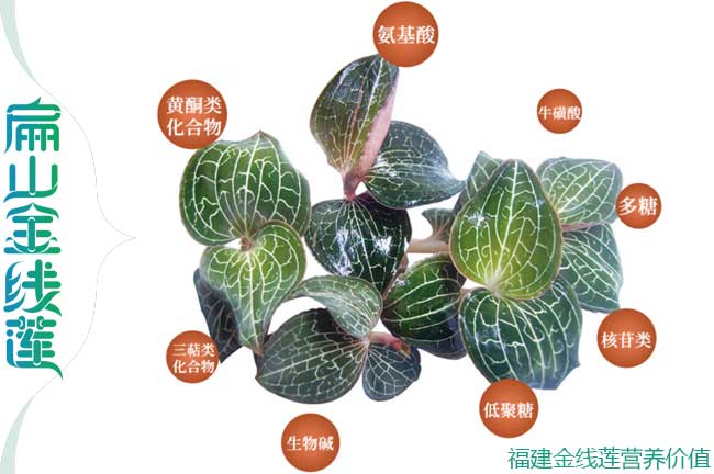 北塘金線蓮營養(yǎng)價值