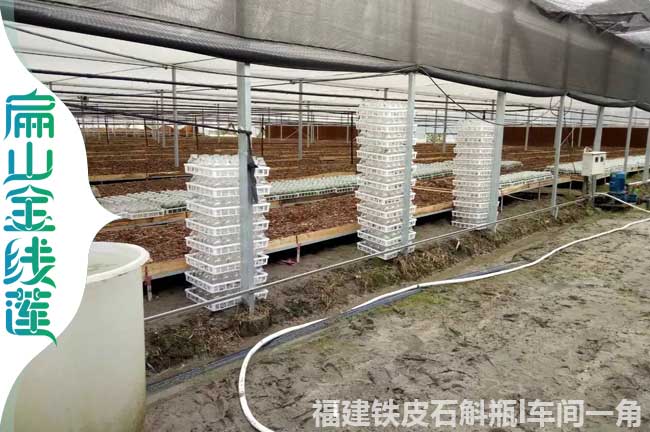 聊城金線蓮生產(chǎn)基地