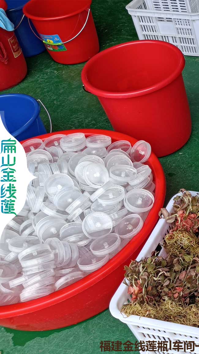 駐馬店規(guī)模種植金線蓮