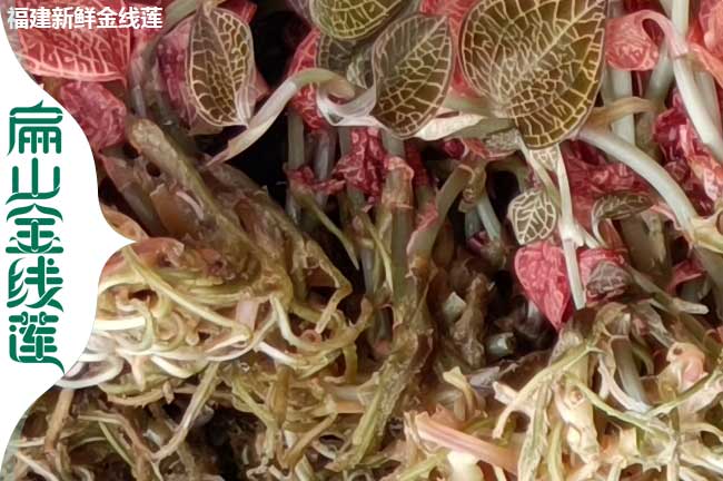 西昌金線(xiàn)蓮干貨批發(fā)