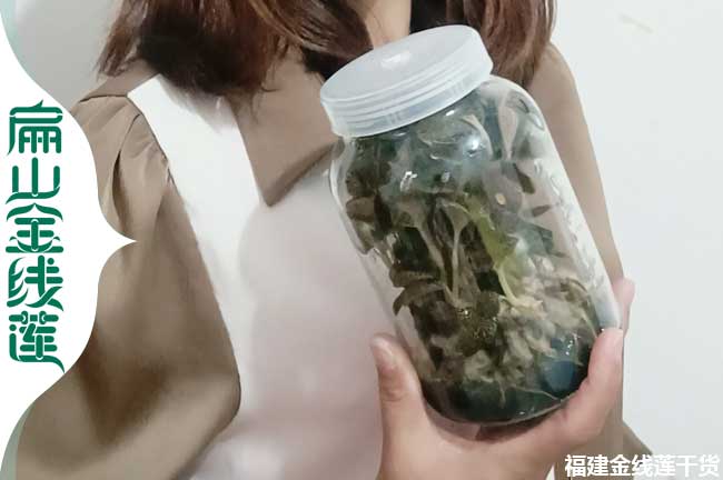 張家港金線蓮種苗批發(fā)
