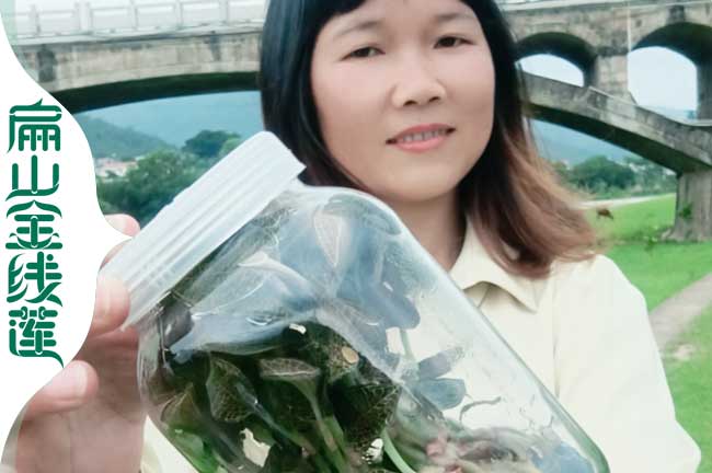 漯河金線蓮培育