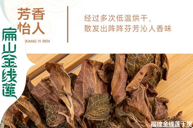 金線蓮盆栽 金線蓮盆栽