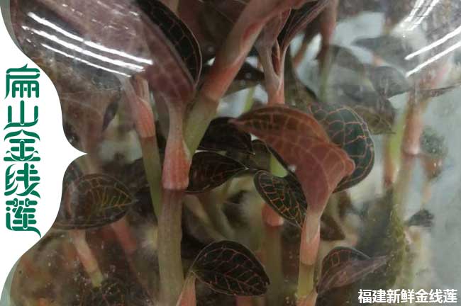 資陽(yáng)瓶裝金線蓮苗