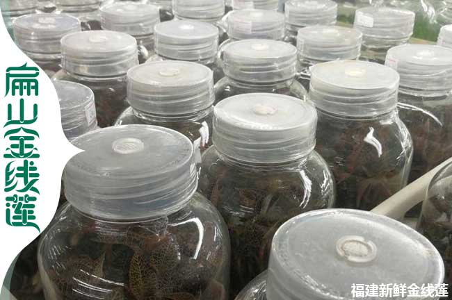 扁山天水甘南金線蓮大型種植基地種苗批發(fā)價0.39-2.82元/珠