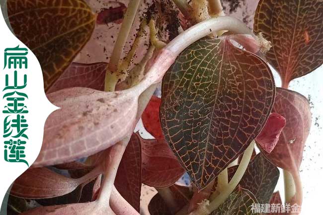 干貨 紹興金線蓮種苗培育 紹興的金線蓮標(biāo)準(zhǔn)化批發(fā)價格0.7元