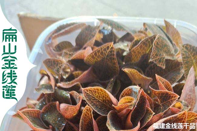 綿陽金線蓮種苗批發(fā)