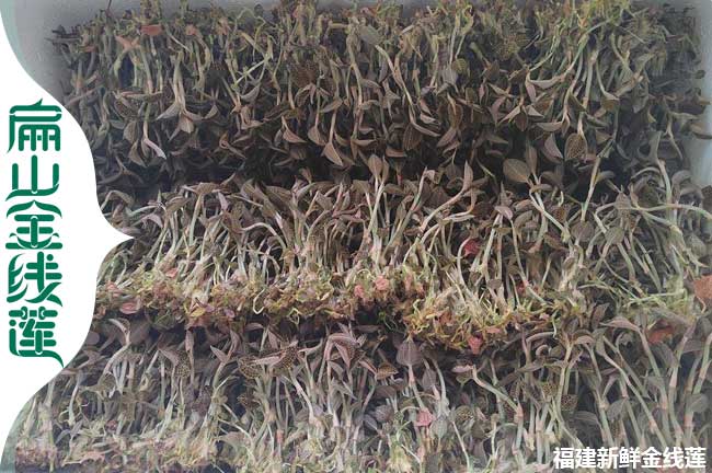商洛新鮮金線蓮價(jià)格