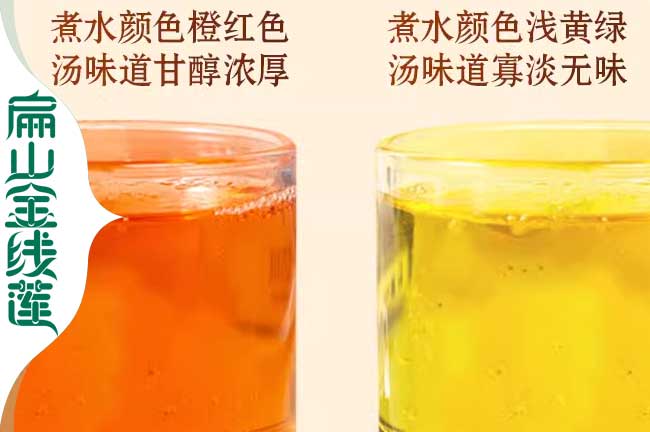 青浦金線蓮作用