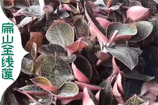 涼山金線蓮苗價格