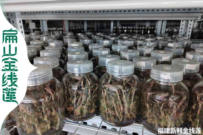 商洛金線蓮瓶裝苗批發(fā)