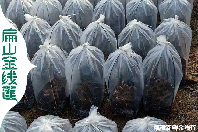 寶雞金線蓮種苗批發(fā)