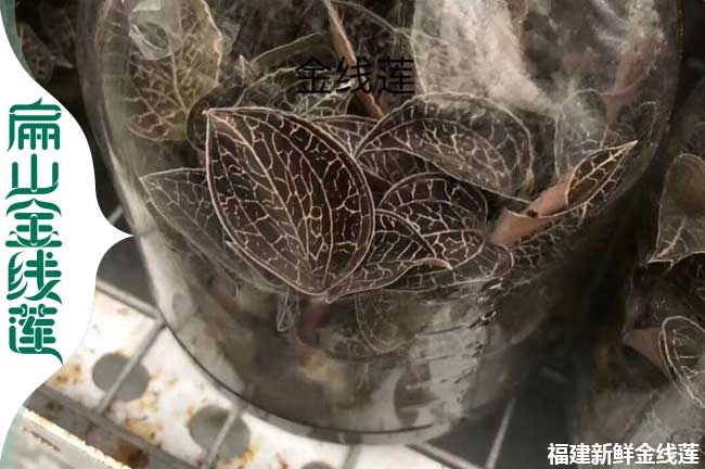 廣元金線蓮瓶裝苗