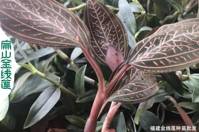 福建紅霞金線蓮苗批發(fā)