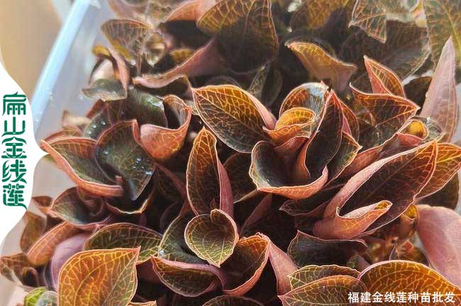 漳州金線蓮軒批發(fā)