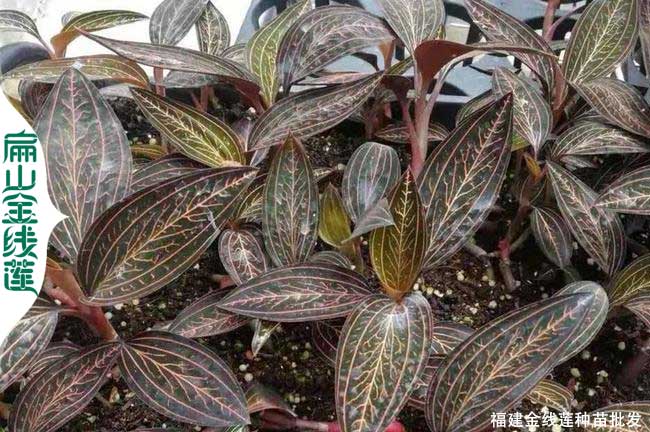 襄陽(yáng)紅霞金線蓮種苗
