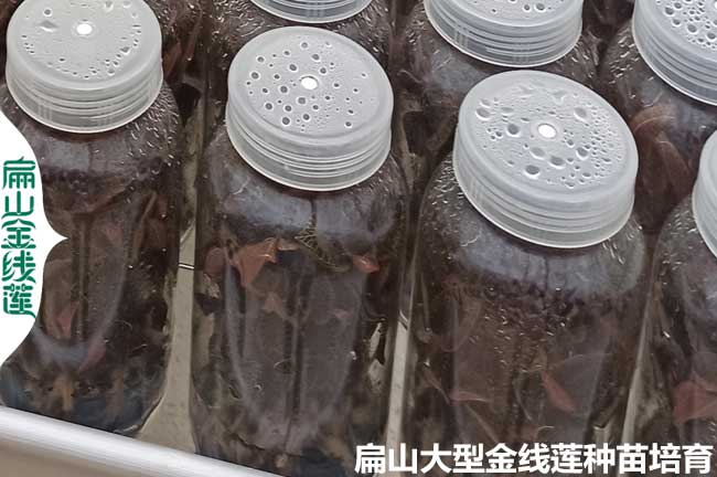 福建金線蓮瓶苗