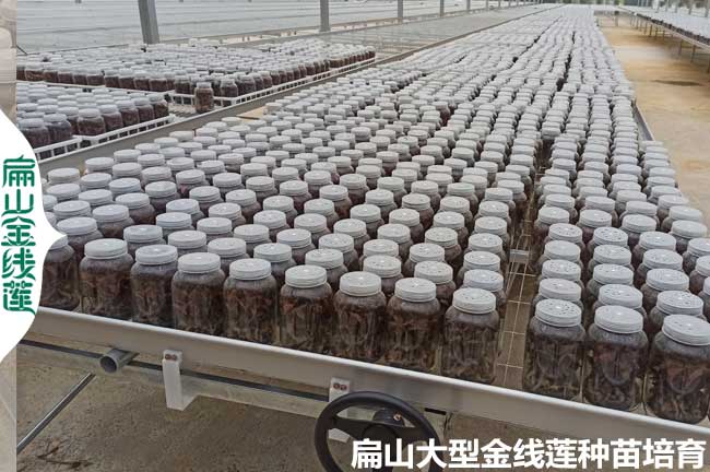陽江瓶裝金線蓮苗批發(fā)