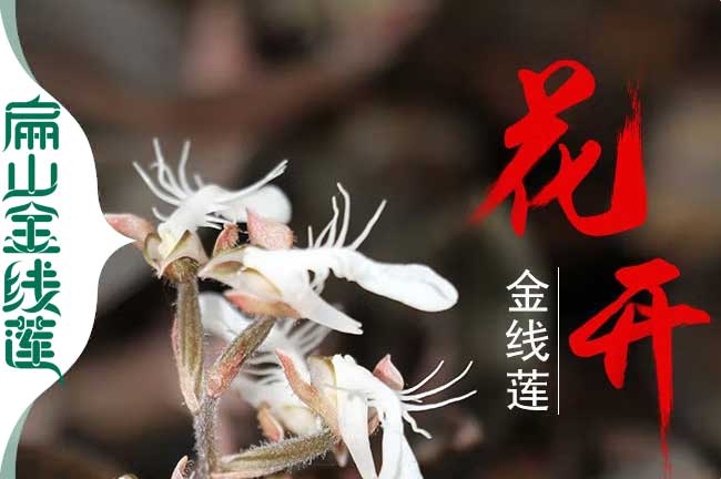 龍巖金線蓮開花 龍巖金線蓮開花