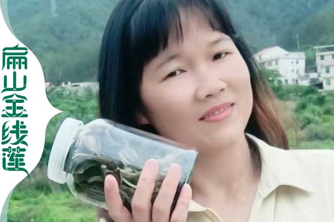 泉州金線蓮種植 泉州金線蓮種植